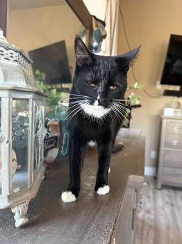 Rescue Domestic Short Hair Cats for Adoption in Mesquite, Texas - Daisy | PetCurious