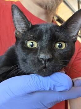 Rescue Domestic Short Hair Cats for Adoption in Leander, Texas - Patrick Star | PetCurious