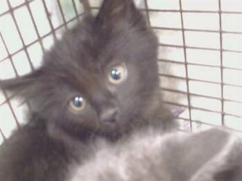 MARGARITA -  Domestic Medium Hair Cat for Adoption in Sacramento, California - MARGARITA | PetCurious