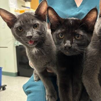 Frodo -  Domestic Short Hair Cat for Adoption in Kent, Washington - Frodo | PetCurious