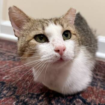 Rescue American Shorthair Cats for Adoption in Lynchburg, Virginia - Tip Toe | PetCurious