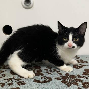 Slim Jim -  Domestic Short Hair Cat for Adoption in Warrensburg, Missouri - Slim Jim | PetCurious