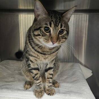 Domestic Short Hair Cats Available for Adoption - Popy | PetCurious