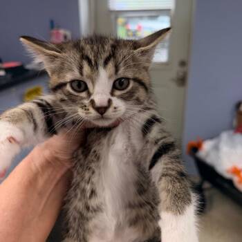 Siberian Cats Available for Adoption in Mount Vernon, Illinois - Sue Bird | PetCurious