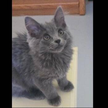 Sophia -  Domestic Long Hair Cat for Adoption in Prescott, Arizona - Sophia | PetCurious