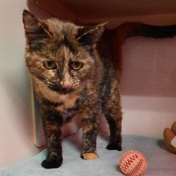 Clove -  Domestic Short Hair Cat for Adoption in Watertown, New York - Clove | PetCurious
