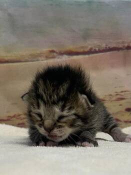 Darla -  Domestic Short Hair Cat for Adoption in San Antonio, Texas - Darla | PetCurious