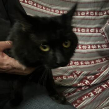Domestic Long Hair Cats Available for Adoption in Hemet, California - Providence | PetCurious
