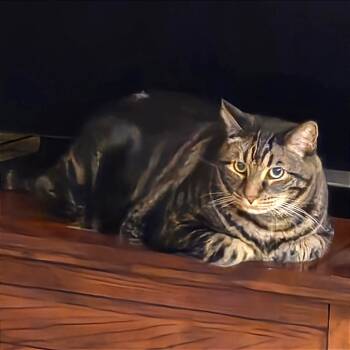 Rescue Domestic Short Hair Cats for Adoption in Prescott, Arizona - Munchie | PetCurious