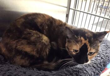 Cali -  Domestic Short Hair Cat for Adoption in Allen, Texas - Cali | PetCurious
