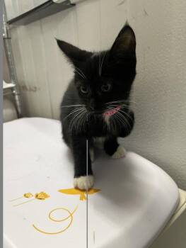 A228199 -  Domestic Short Hair Cat for Adoption in Woodland, California - A228199 | PetCurious