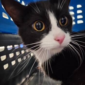 Fandango -  Domestic Short Hair Cat Available for Adoption in Greensboro, North Carolina - Fandango | PetCurious