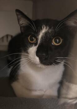 Rescue Domestic Short Hair Cats for Adoption in Mason City, Iowa - Luke | PetCurious