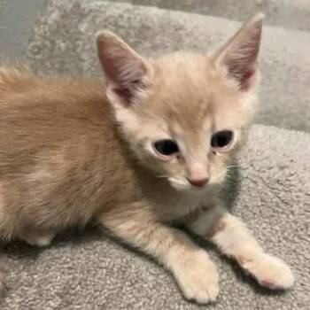 Domestic Short Hair Cats Available for Adoption in Nampa, Idaho - Ferris | PetCurious