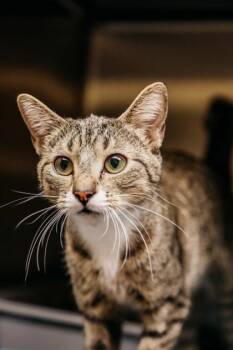 Domestic Short Hair Cats Available for Adoption in Dothan, Alabama - Suzie | PetCurious