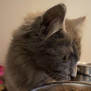 72291 -  Domestic Long Hair Cat for Adoption in Harrisonburg, Virginia - 72291 | PetCurious