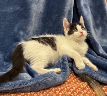 Domestic Short Hair Cats Available for Adoption in Las Vegas, Nevada - Maizie | PetCurious