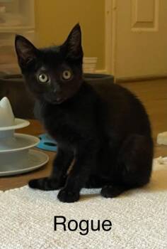 Rogue -  Domestic Short Hair Cat for Adoption in Magnolia, Texas - Rogue | PetCurious