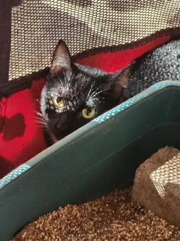 Sierra JB -  Domestic Short Hair Cat for Adoption in Greenville, South Carolina - Sierra JB | PetCurious