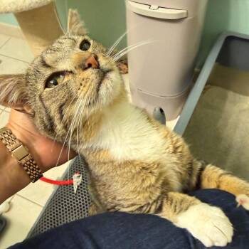 Egg -  Domestic Short Hair Cat for Adoption in Germantown, Maryland - Egg | PetCurious