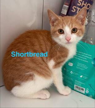 Shortbread -  Domestic Short Hair Cat for Adoption in Seaford, New York - Shortbread | PetCurious