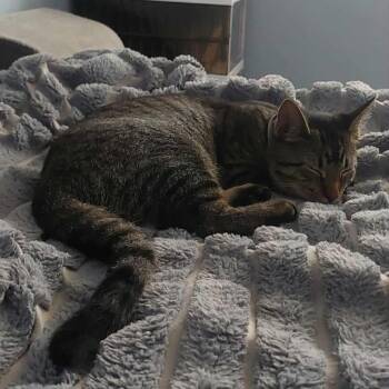 Rescue Domestic Short Hair Cats for Adoption in Evanston, Illinois - Beaker | PetCurious