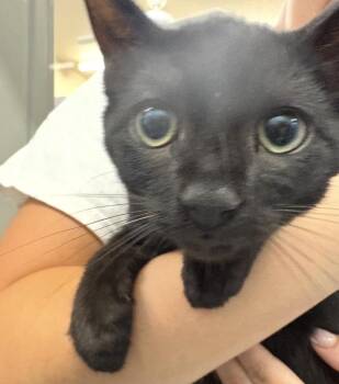 Camo -  Domestic Short Hair Cat for Adoption in Cumberland, Maine - Camo | PetCurious