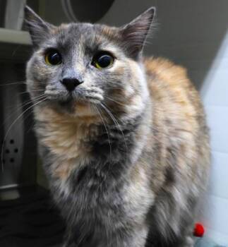 Domestic Long Hair Cats Available for Adoption - Ashley | PetCurious