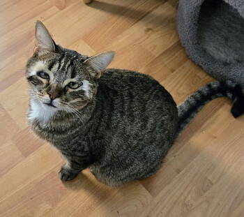 Rescue Domestic Short Hair Cats for Adoption in Tampa, Florida - Kalvin | PetCurious