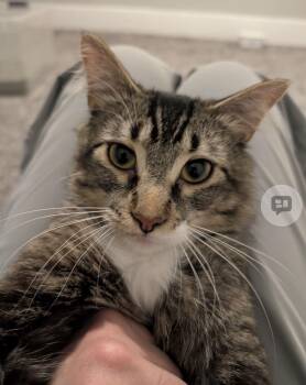 Domestic Short Hair Cats Available for Adoption - Marwin | PetCurious