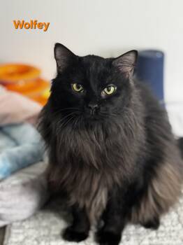Domestic Long Hair Cats Available for Adoption in Blue Springs, Missouri - Wolfey | PetCurious