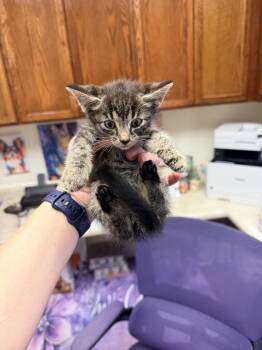 Sue -  Domestic Short Hair Cat for Adoption in Ocala, Florida - Sue | PetCurious