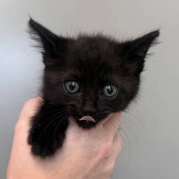 Domestic Short Hair Cats Available for Adoption in Sand Springs, Oklahoma - Waylon | PetCurious