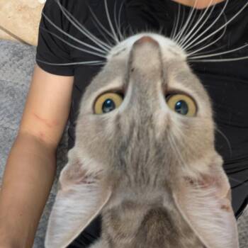 Domestic Short Hair Cats Available for Adoption in Long Beach, California - Jaune | PetCurious