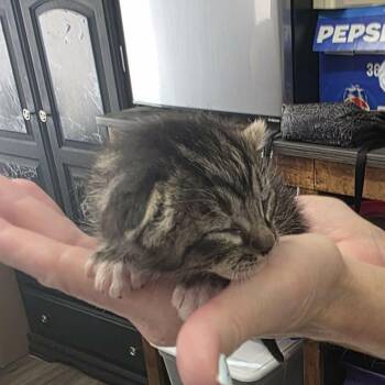 Domestic Short Hair Cats Available for Adoption in Incline Village, Nevada - Owl | PetCurious