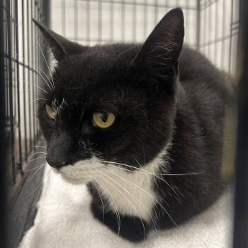 Milkstache -  Domestic Short Hair Cat for Adoption in Coos Bay, Oregon - Milkstache | PetCurious