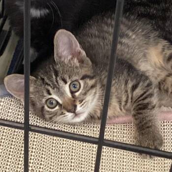 Stripe -  Domestic Short Hair Cat for Adoption in Montgomery, Alabama - Stripe | PetCurious