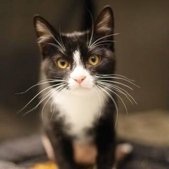 Domestic Short Hair Cats Available for Adoption - China | PetCurious