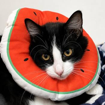 Indie -  Domestic Medium Hair Cat for Adoption in West Palm Beach, Florida - Indie | PetCurious