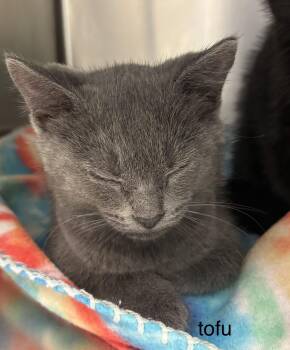 Tofu -  Domestic Short Hair Cat for Adoption in Topsham, Maine - Tofu | PetCurious