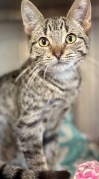 Mora -  Domestic Short Hair and Tabby Cat for Adoption in Sandusky, Michigan - Mora | PetCurious