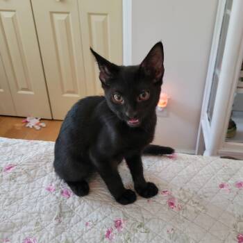 Rescue Domestic Short Hair Cats for Adoption in Smithfield, Virginia - Mikah | PetCurious