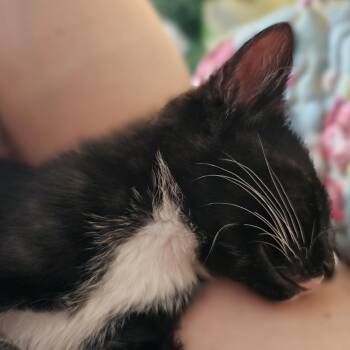 Bull Shark -  Domestic Short Hair Cat for Adoption in Tempe, Arizona - Bull Shark | PetCurious