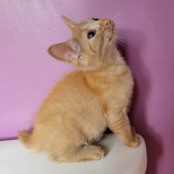 Wagoner -  Domestic Short Hair Cat for Adoption in Candler, North Carolina - Wagoner | PetCurious
