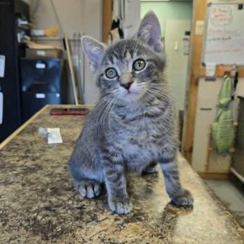 Groundhog -  Domestic Short Hair Cat for Adoption in Martinsville, Indiana - Groundhog | PetCurious