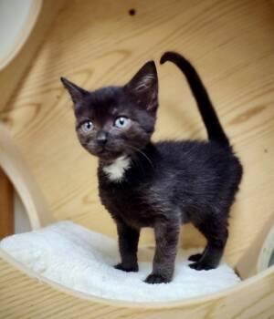 Rescue Domestic Short Hair Cats for Adoption in Wilsonville, Oregon - Carmine (bonded With Caterina) | PetCurious