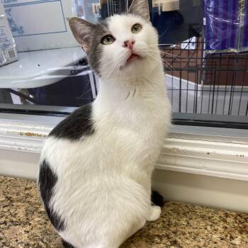 Rescue Domestic Short Hair Cats for Adoption in Washington, Iowa - Heartsie - Love Bug | PetCurious