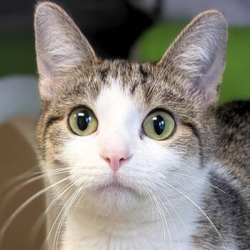 Domestic Short Hair Cats Available for Adoption in Jefferson, Wisconsin - Jonesy | PetCurious