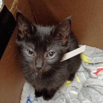 Vesper -  Domestic Short Hair Cat for Adoption in Greenville, South Carolina - Vesper | PetCurious