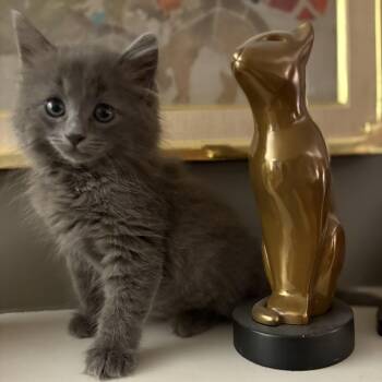 Dreamy Denim -  Domestic Medium Hair Cat for Adoption in Stamford, Connecticut - Dreamy Denim | PetCurious